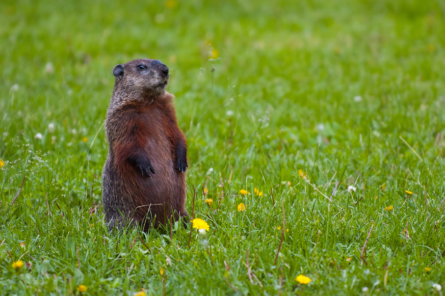 5 things you did not know about Groundhog Day