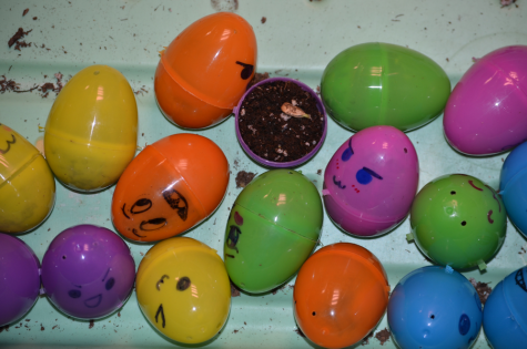 Eco-eggs