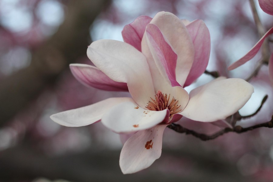 3. Magnolia- Unlike some other flowers, magnolias grow on trees and they cannot pollinate by themselves they must rely on beetles. In 1952, it became the state flower of Mississippi. Today magnolias can be found in many types of medicines for lung issues, relaxing muscles and congestion in the chest. Magnolias can be traced to 100 million years ago, therefore they represent stability and grace.