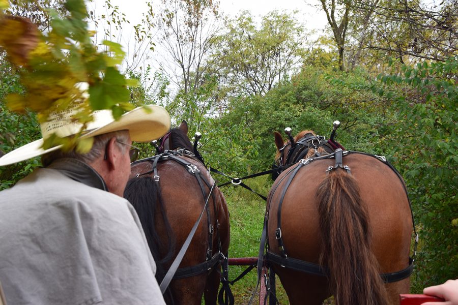 Horses named Ben and Blaze pulled guests on a covered wagon ride at the Shoal Creek Living History Museum.