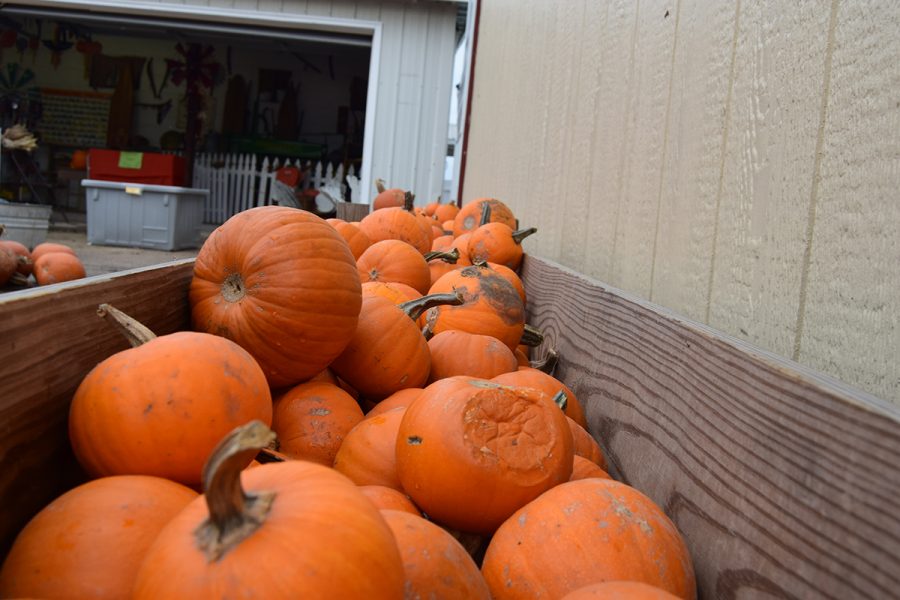 Carolyn’s Country Cousins has many activities, but still remains true to its farming roots by growing a massive pumpkin patch.