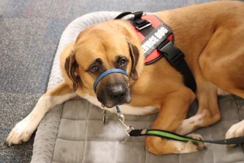 Winnetonka welcomes service dog